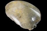 Polished Fossil Coral (Actinocyathus) Head - Morocco #159282-2
